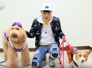 网红乐乐狗,萌宠界的明星风采