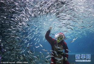 猴鱼图片,海洋中的“猴面精灵”